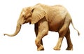 Isolated African elephant Royalty Free Stock Photo