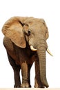 Isolated African Elephant Bull (loxodonta africana Royalty Free Stock Photo