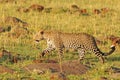 An Isolated African Leopard walking across the savannah in the Masai Mara