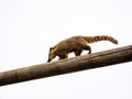 A Ring-Tailed Coati Climbs Across A Telephone Pole Against the Sky