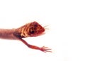 isolated agama Royalty Free Stock Photo