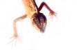 isolated agama Royalty Free Stock Photo
