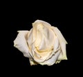 Isolated aged wrinkled white yellow rose blossom macro on black background Royalty Free Stock Photo
