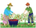 Isolated agriculturist harvest chilli in garden vector design