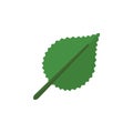 Isolated Alder Flat Icon. Linden Vector Element Can Be Used For Alder, Linden, Leaf Design Concept.