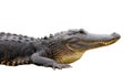 Isolated Alligator Royalty Free Stock Photo