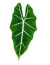 Very nice Alocasia micholitziana or green velvet taro family Araceae. It is endemic to the island of Luzon in the Philippines Royalty Free Stock Photo