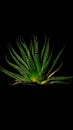 Isolated Aloe sp on black background.