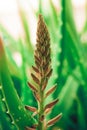 Isolated aloe vera plant and flower with green background