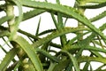 Isolated aloe vera plant with white background - Close up