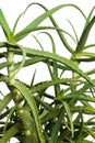 Isolated aloe vera plant with white background - Close up