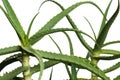 Isolated aloe vera plant with white background - Close up