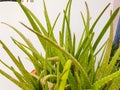 Isolated aloe vera on white background with clipping path