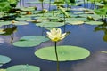 Isolated American Lotus flower in a sea of lilypads Royalty Free Stock Photo