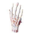 Isolated anatomic model of a human hand