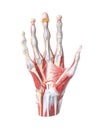 Isolated anatomic model of a human hand