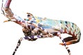 Isolated andaman sea lobster Royalty Free Stock Photo