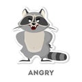 Isolated angry raccoon.