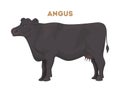 Isolated angus cow.