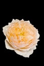 Isolated antique rose Royalty Free Stock Photo