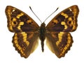 Isolated Apatura ilia butterfly