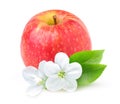 Isolated Apple flowers and red apple on white background Royalty Free Stock Photo