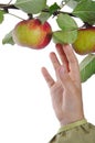 Isolated apple, harvest time