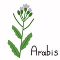 Isolated arabis plant