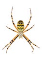 Isolated argiope spider