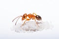 Bug nature antenna animal closeup isolated macro ants white insect background