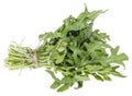 Isolated Arugula