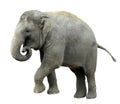 Isolated Asian Elephant Royalty Free Stock Photo