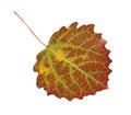 Aspen autumn leaf isolated on a white background with a clipping path Royalty Free Stock Photo