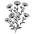 Isolated aster flower hand drawn vector sketch illustration, botanic collection branch of leaf buds aster flowercollection