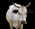 Isolated australian cow with horns on black Royalty Free Stock Photo