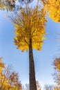 Isolated Beech Tree - Voderady Beechwood, Czechia