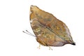 Isolated Autumn Leaf butterfly (Doleschallia bisaltide) Royalty Free Stock Photo