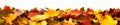 Isolated autumn leaves banner