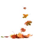 Isolated autumn leaves Royalty Free Stock Photo