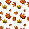 Isolated autumn maple leaves in green, yellow, orange, red, brown colors seamless pattern on white background. Royalty Free Stock Photo
