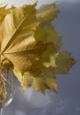 Isolated autumn maple leaves . soft, split Royalty Free Stock Photo
