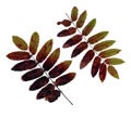 Isolated autumn rowan leaves set Royalty Free Stock Photo