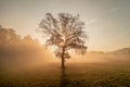 Isolated autumn tree Royalty Free Stock Photo