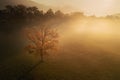 Isolated autumn tree Royalty Free Stock Photo