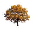 Isolated autumn tree on white background. Fall of the leaf Royalty Free Stock Photo