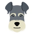 Isolated schnauzer avatar