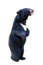 An isolated baby black bear is standing up in white background