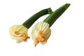 Isolated Baby Courgette or Zucchini Squash with Flowers Royalty Free Stock Photo