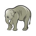 Isolated baby elephant in color Royalty Free Stock Photo