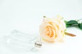 isolated background empty perfume bottle and beautiful rose place on table with copy space. image for flower, beauty, cosmetic, p Royalty Free Stock Photo